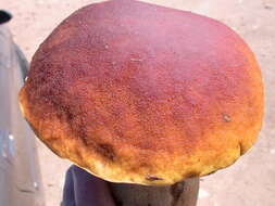 Image of Boletus