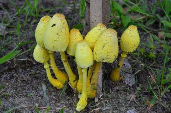 Image of Leucocoprinus