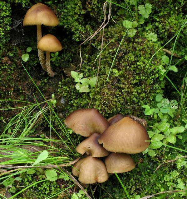 Image of Psilocybe zapotecorum R. Heim 1957