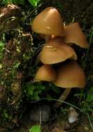 Image of Psilocybe zapotecorum R. Heim 1957