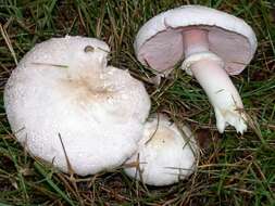 Imagem de Agaricus californicus Peck 1895