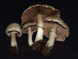 Imagem de Agaricus californicus Peck 1895