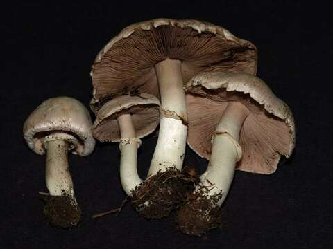 Imagem de Agaricus californicus Peck 1895