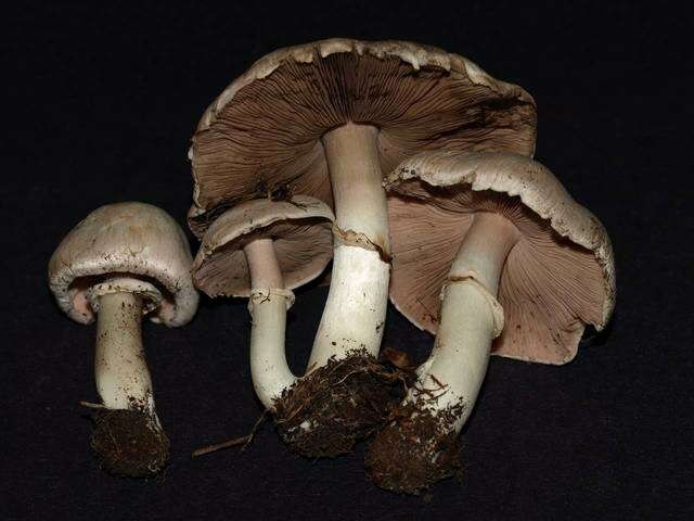 Imagem de Agaricus californicus Peck 1895