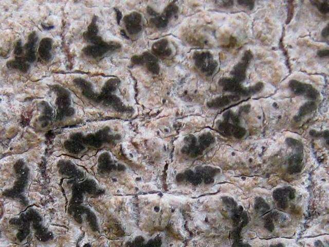 Image of schismatomma lichen