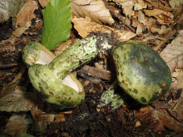 Image of Lactarius atroviridis Peck 1889