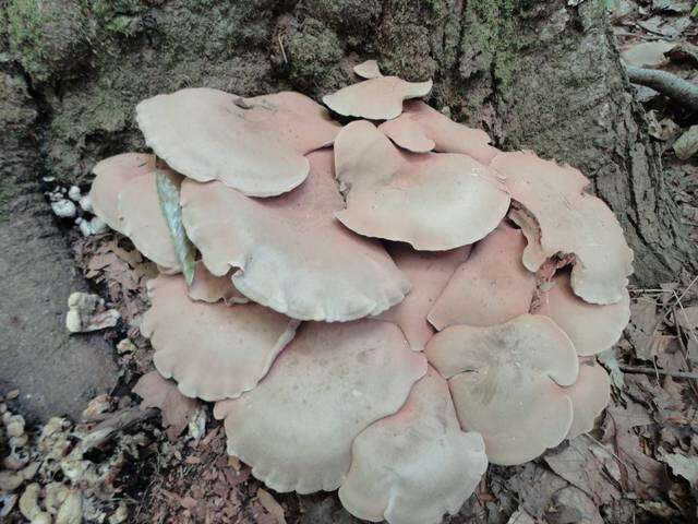 Image of Entoloma abortivum (Berk. & M. A. Curtis) Donk 1949