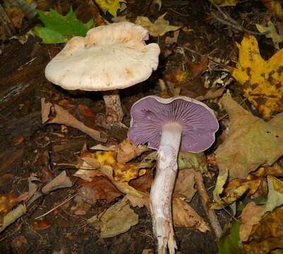 Image de Laccaria ochropurpurea (Berk.) Peck 1897