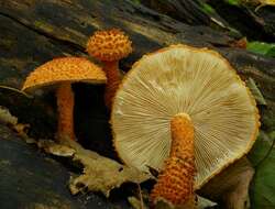 Image de Leucopholiota