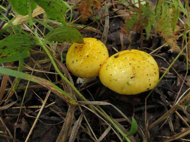 Image of yellow swamp brittlegill