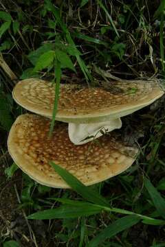 Image of Cystolepiota