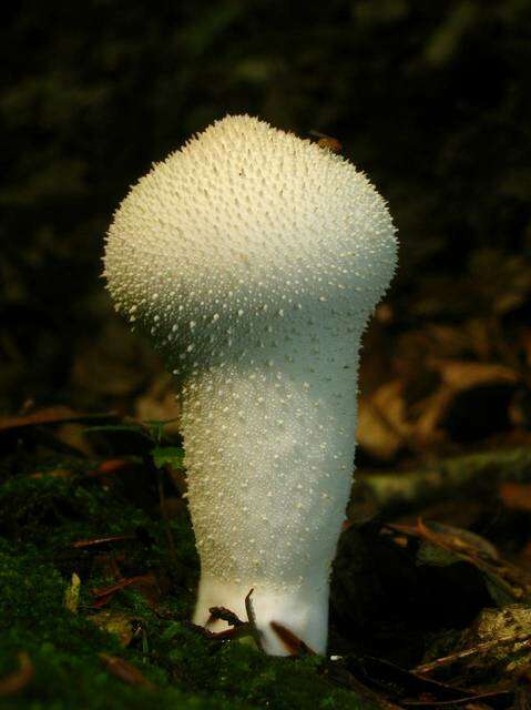 Imagem de Lycoperdon