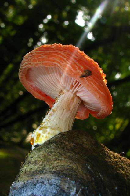 Rhodotus resmi