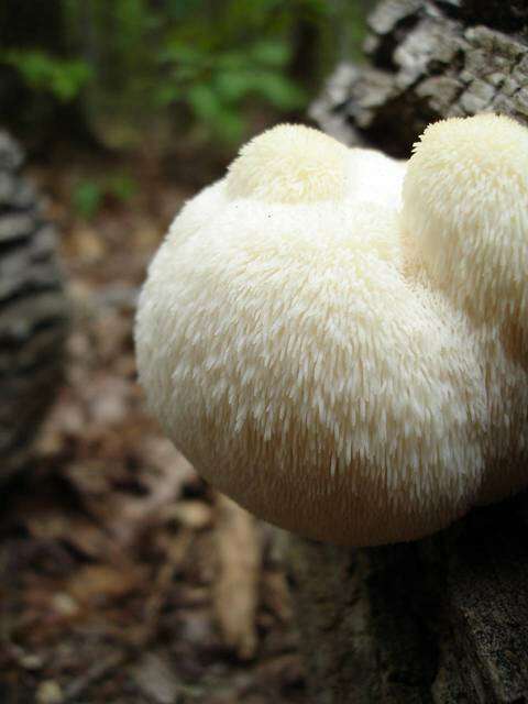 Image of tooth fungi