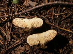 Image of Lactarius crassus (Singer & A. H. Sm.) Pierotti 2015