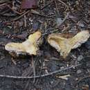 Image of Lactarius crassus (Singer & A. H. Sm.) Pierotti 2015