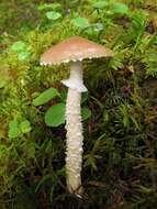 Image of Stropharia