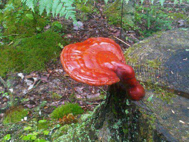 Image of Ganoderma tsugae Murrill 1902