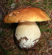 Image of Boletus