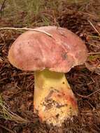 Image de Butyriboletus brunneus (Peck) D. Arora & J. L. Frank 2014