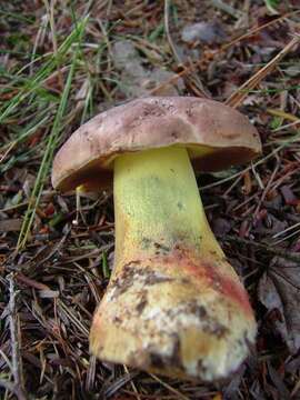 Image de Butyriboletus brunneus (Peck) D. Arora & J. L. Frank 2014