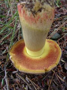 Image de Butyriboletus brunneus (Peck) D. Arora & J. L. Frank 2014