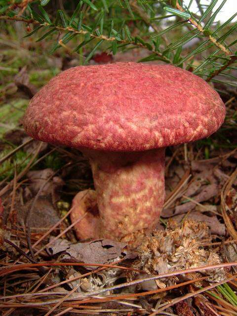 Image of Clinton’s boletus