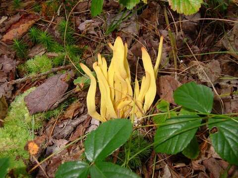 Clavulinopsis resmi