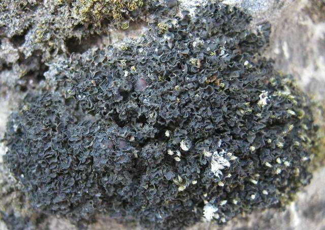 Image of Bachman's jelly lichen