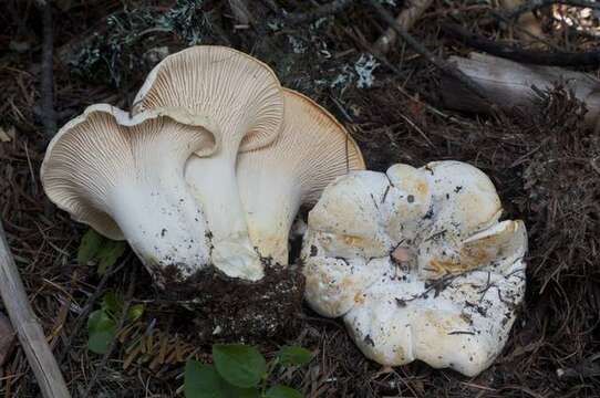 Image of Cantharellus subalbidus A. H. Sm. & Morse 1947