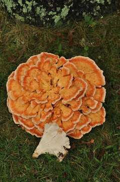 Image of Laetiporus