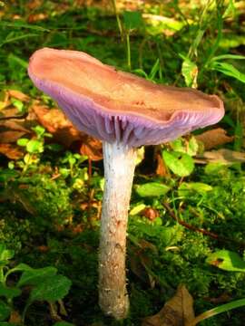 Image de Laccaria ochropurpurea (Berk.) Peck 1897