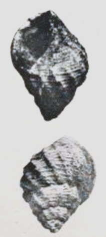 Image of Cordieria ovalis