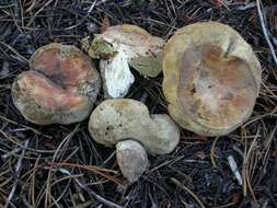 Sivun Boletus subalpinus (Trappe & Thiers) Nuhn, Manfr. Binder, A. F. S. Taylor, Halling & Hibbett 2013 kuva