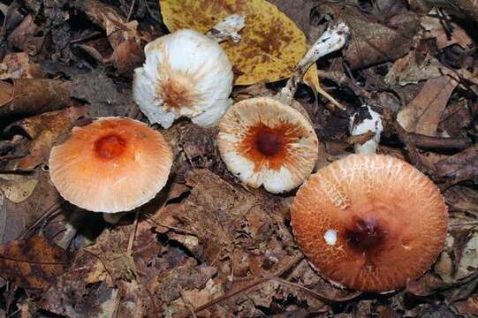 Image of Leucoagaricus