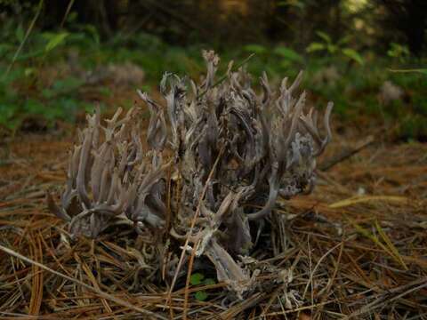 Image de Clavulinaceae