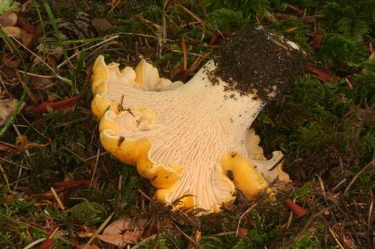 Image of Cantharellus cascadensis Dunham, O'Dell & R. Molina 2003