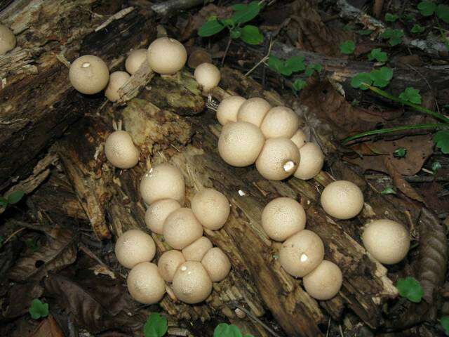 Image of Lycoperdon