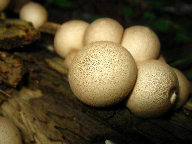 Image of Lycoperdon