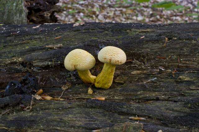 Imagem de Gymnopilus