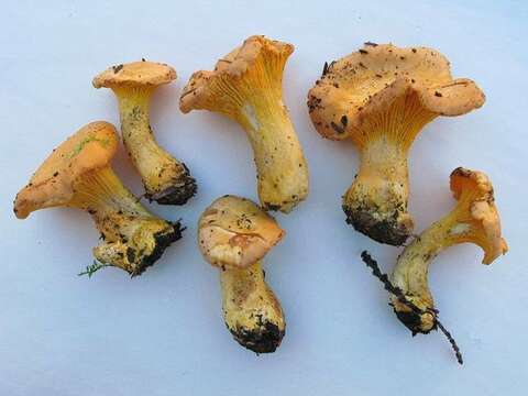 Image de Cantharellus roseocanus (Redhead, Norvell & Danell) Redhead, Norvell & Moncalvo 2012