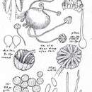 Image de Coprinellus heptemerus (M. Lange & A. H. Sm.) Vilgalys, Hopple & Jacq. Johnson 2001