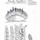 Imagem de Ascobolus furfuraceus Pers. 1794