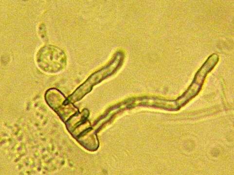 Tremellomycetes resmi