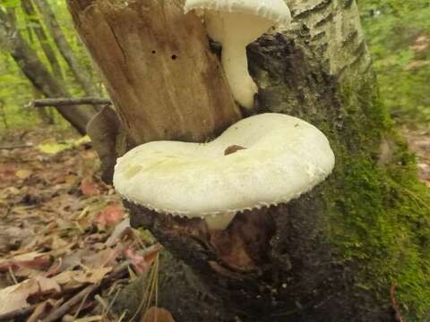 Image of Pleurotus