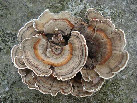 Image of Trametes