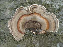 Image of Trametes