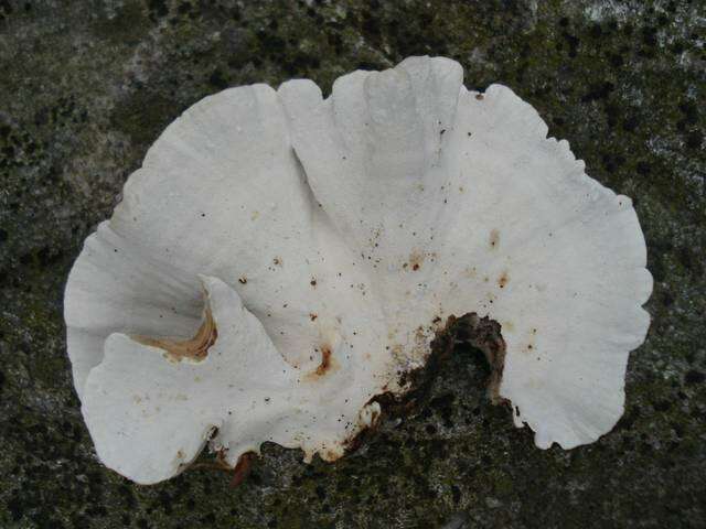 Image of Trametes