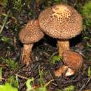 Imagem de Inocybe hystrix (Fr.) P. Karst. 1879