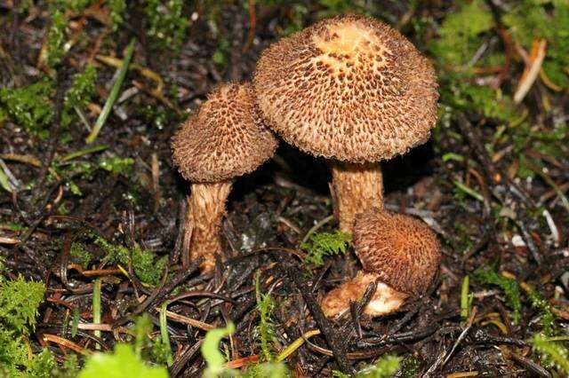 Imagem de Inocybe